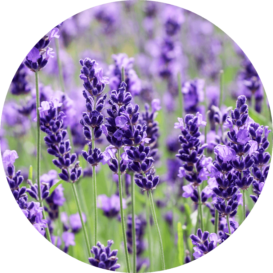 General Color