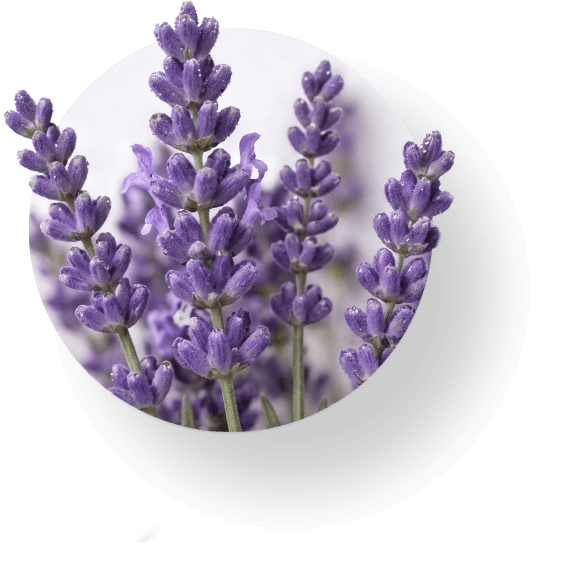 General Ammorbidente Concentrato Lavanda